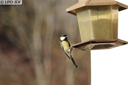 Mésange charbonnière