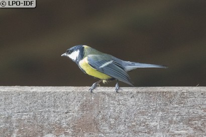 Mésange charbonnière