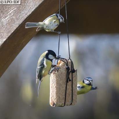 Mésange charbonnière