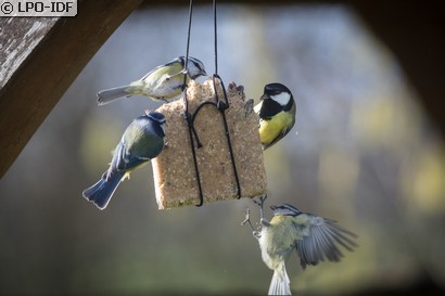Mésange charbonnière