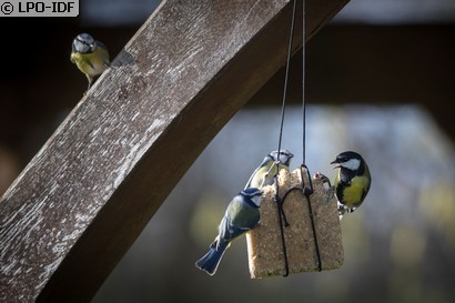 Mésange charbonnière