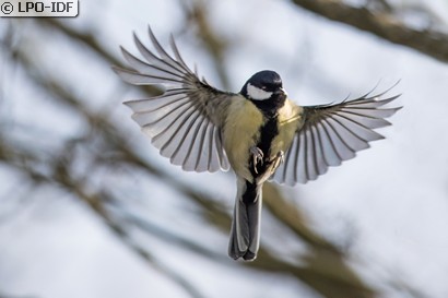 Mésange charbonnière