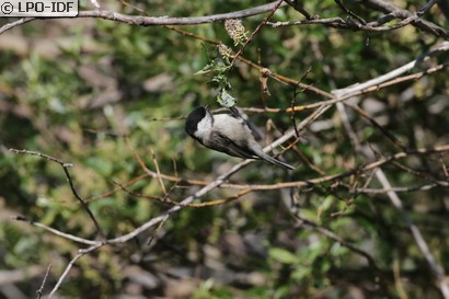 Mésange nonnette