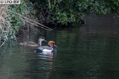 Nette rousse