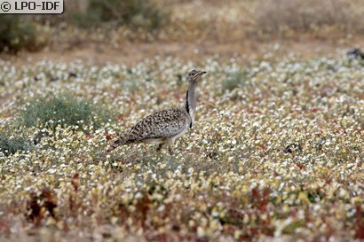 Outarde houbara