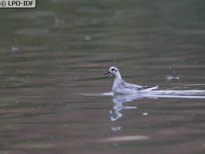 Phalarope à bec large
