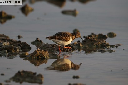 Tournepierre à collier