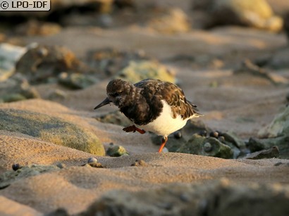 Tournepierre à collier