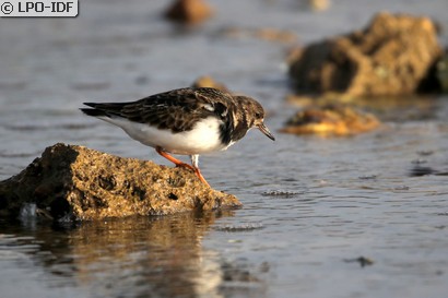 Tournepierre à collier