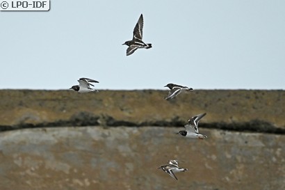 Tournepierre à collier