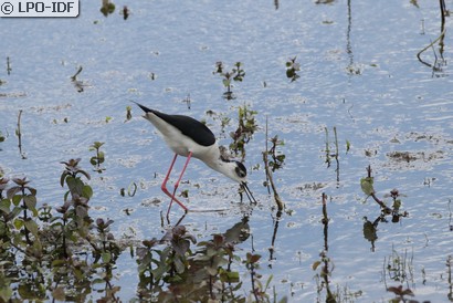 Échasse blanche