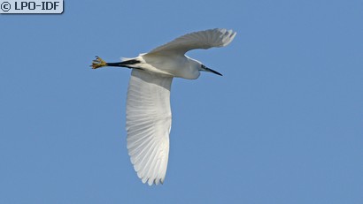 Aigrette garzette
