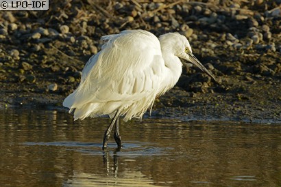 Aigrette garzette
