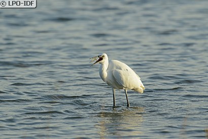 Aigrette garzette