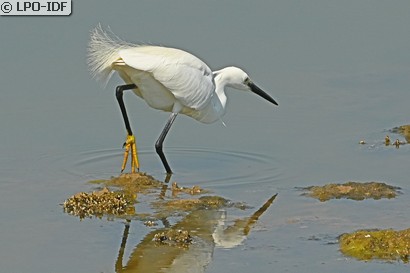 Aigrette garzette