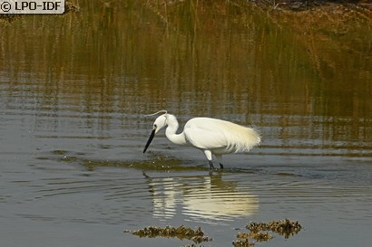 Aigrette garzette