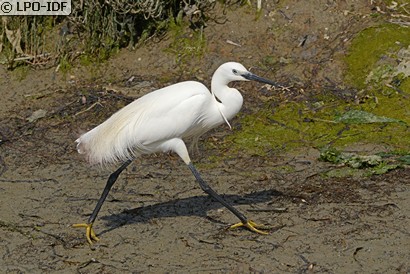 Aigrette garzette