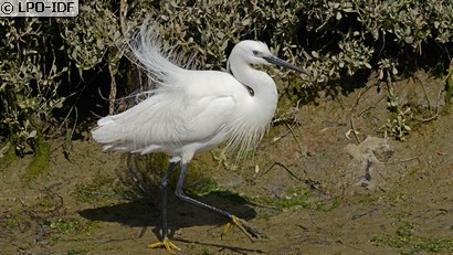 Aigrette garzette