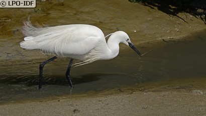 Aigrette garzette