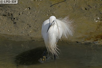 Aigrette garzette
