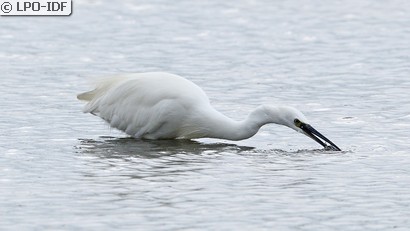 Aigrette garzette