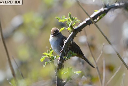 Bouscarle de Cetti