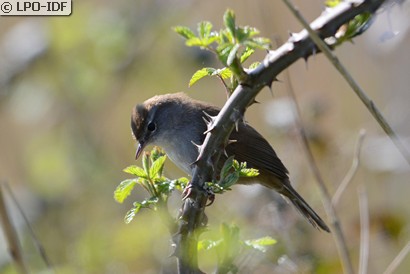 Bouscarle de Cetti