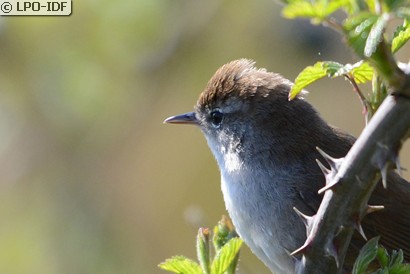 Bouscarle de Cetti