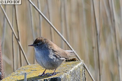 Bouscarle de Cetti