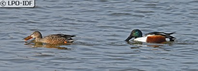 Canard souchet