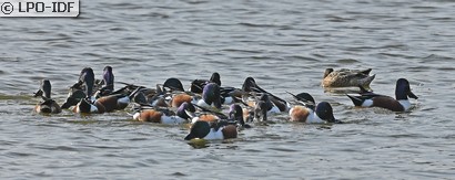 Canard souchet