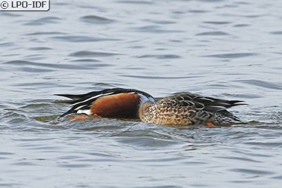 Canard souchet
