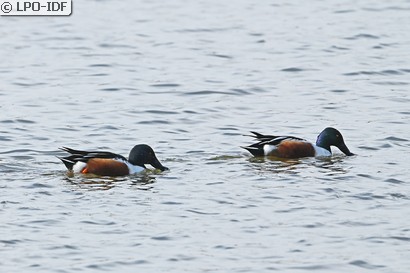 Canard souchet