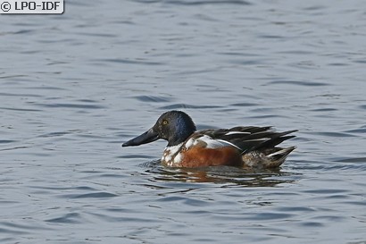 Canard souchet