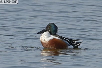 Canard souchet