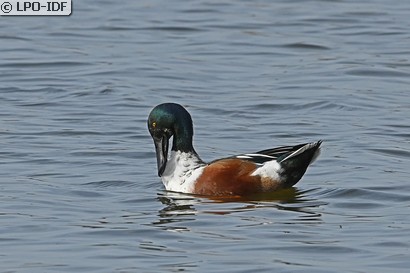 Canard souchet
