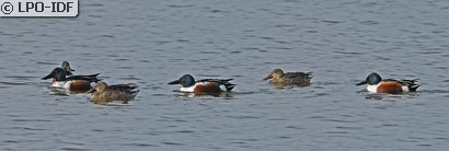 Canard souchet