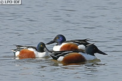 Canard souchet