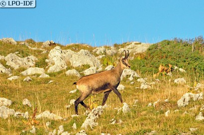 Chamois