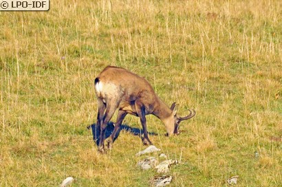 Chamois