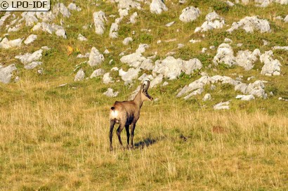 Chamois