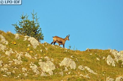 Chamois