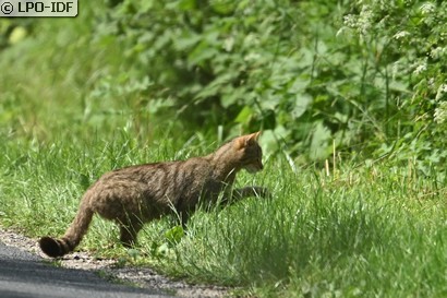 Chat sauvage