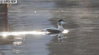 Eider à duvet
