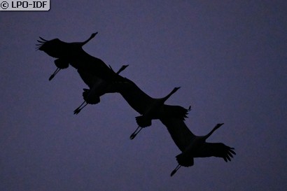 Grue cendrée