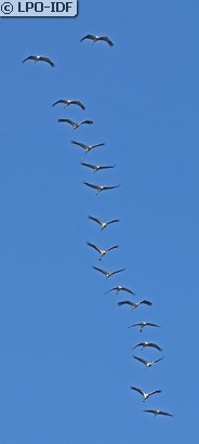Grue cendrée