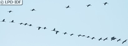 Grue cendrée