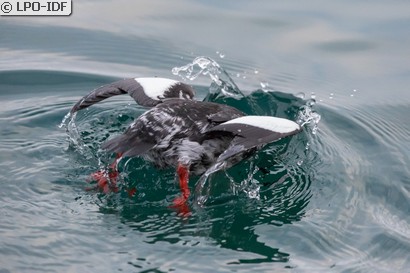 Guillemot à miroir