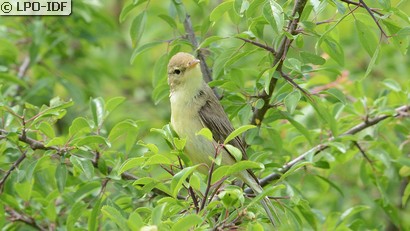 Hypolaïs polyglotte