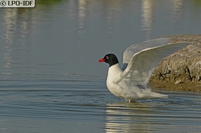 Mouette mélanocéphale